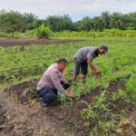 Kompol Y,E. Bambang Dewanto S.H Kapolsek Tapung " Rutin Tinjau Perkembangan Pertumbuhan Jagung Pipil Ketahan Pangan "