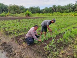 Kompol Y,E. Bambang Dewanto S.H Kapolsek Tapung " Rutin Tinjau Perkembangan Pertumbuhan Jagung Pipil Ketahan Pangan "