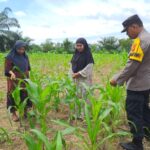 Polsek Bangkinang Barat Bersama Kelompok Wanita Tani Cek Perkembangan dan Juga Bersihkan Lahan Jagung Ketahanan Pangan di Desa Pulau Jambu