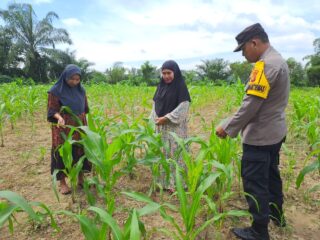 Polsek Bangkinang Barat Bersama Kelompok Wanita Tani Cek Perkembangan dan Juga Bersihkan Lahan Jagung Ketahanan Pangan di Desa Pulau Jambu