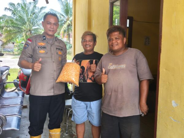 Ketahanan Pangan Jadi Wujud Pengabdian Polri kepada Masyarakat, Polsek Tapung Terus Kembangkan Tanam Jagung Pipil di Wilayah Hukumnya