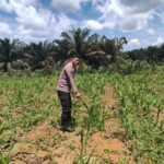 Jagung 1 Hektar di Siabu Tumbuh Subur, Polsek Bangkinang Barat Pastikan Pendampingan Ketat