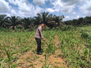 Jagung 1 Hektar di Siabu Tumbuh Subur, Polsek Bangkinang Barat Pastikan Pendampingan Ketat