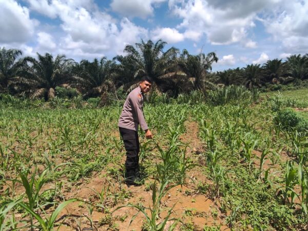 Jagung 1 Hektar di Siabu Tumbuh Subur, Polsek Bangkinang Barat Pastikan Pendampingan Ketat