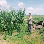 Swasembada Pangan Personil Polsek Bangkinang Barat Terus Pantau Perkembangan Tanaman Jagung Pipil I