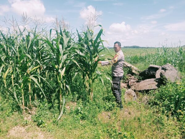 Swasembada Pangan Personil Polsek Bangkinang Barat Terus Pantau Perkembangan Tanaman Jagung Pipil I