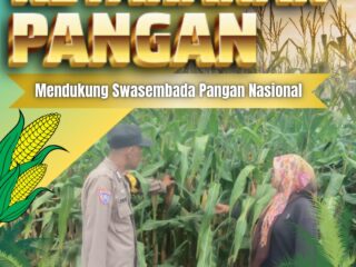 Bhabinkamtibmas Desa Tanah Merah Pantau Pemeliharaan Jagung Pipil, Dukung Ketahanan Pangan Daerah