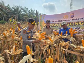 Kapolsek Tapung Turun Langsung Ikuti Panen Jagung di Desa Indrapuri dengan Hasil 6 Ton