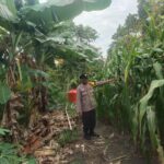 Bhabinkamtibmas Desa Tanah Merah Pantau Pemeliharaan Jagung Pipil, Dukung Ketahanan Pangan Daerah