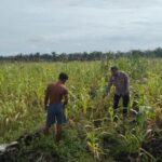 Bhabinkamtibmas Polsek Siak Hulu Pantau Perkembangan Jagung Pipil, Dukung Ketahanan Pangan Nasional