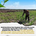 Polsek Siak Hulu Rutin dan Aktif Rawat Tanaman Jagung Pipil di Lahan KOPPSA - M