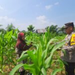 Dukung Ketahanan Pangan, Polsek Bangkinang Barat Rutin Bantu Petani Rawat Jagung Pipil