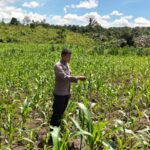Polsek Bangkinang Barat Tinjau Lahan Jagung Pipil Maksimalkan Kendala Pertumbuhan di Desa Siabu
