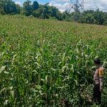 Polsek Bangkinang Barat Aktif Dampingi Petani Laksanakan Pemeliharaan Tanaman Jagung Pipil Salo Timur