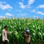 BHABINKAMTIBMAS DESA TANAH MERAH LAKSANAKAN PENGECEKAN TANAMAN JAGUNG PIPIL DALAM RANGKA MENDUKUNG SWASEMBADA PANGAN 2026