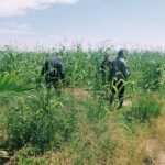 Cek Perkembangan Jagung di PT. Simas Sawit Aliantan Polsek Bangkinang Barat Mengharapkan Hasil Maksimal