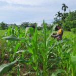 Aktif Bhabinkamtibmas Cek Tanaman Jagung Desa Binaan, Dalam Rangka Dukung Ketahanan Pangan Nasional