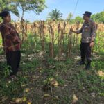 Kapolsek Tapung Aktif dan Rutin Pantau Perkembangan Jagung Pipil Wilayahnya Wujudkan Swasembada Pangan 
