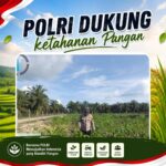 Bhabinkamtibmas Polsek Siak Hulu Cek Perkembangan Tanaman Jagung Koppsa Dukung Swasembada Pangan Nasional 