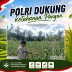 BHABINKAMTIBMAS DESA PANDAU JAYA CEK PERKEMBANGAN TANAMAN JAGUNG, DUKUNG KETAHANAN PANGAN DAERAH