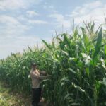 DUKUNG KETAHANAN PANGAN, BHABINKAMTIBMAS DESA TANAH MERAH TURUN LANGSUNG PANTAU TANAMAN JAGUNG WARGA