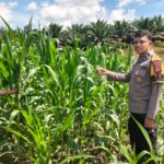 Langkah Nyata Dukung Program Ketahanan Pangan Polsek Bangkinang Barat Terus Pantau Perawatan Jagung