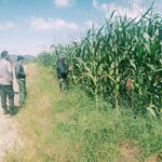 Aktifnya Polsek Bangkinang Barat Perawatan Tanaman Jagung Desa Batu Langkah Kecil Jaga Stabilitas Dukung Program Ketahanan Pangan