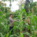 Polsek Bangkinang Barat Cek Perkembangan dan Perawatan Tanaman Jagung Desa Pulau Jambu