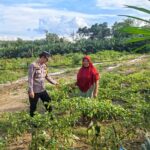 Bhabinkamtibmas Monitoring Program Ketahanan Pangan Cabai di Pangkalan Gondai