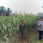 Jagung Pipil di Lahan Tumpang Sari Pangkalan Kuras Tumbuh Subur, Panen Diperkirakan Mulai Juli