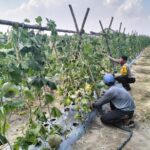 Dukung Ketahanan Pangan, Bhabinkamtibmas Polsek Pangkalan Kerinci Monitoring Budidaya Melon Milik Warga