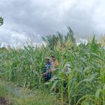 Personel Polsek Kuala Kampar Monitoring Tanaman Jagung Dukung Ketahanan Pangan