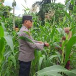 Polsek Bangkinang Barat Sambangi Petani Pemelihara Pertumbuhan Jagung Desa Pulau Jambu