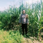 Personel Polsek Bangkinang Terus Cek dan Pantau Perkembangan Pertumbuhan Jagung di PT Simas Sawit Aliantan