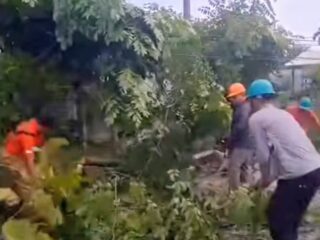 Respon Cepat BPBD Langsa, Pohon Tumbang Menimpa Rumah Berhasil Dievakuasi Kurang dari Sejam