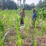 BHABINKAMTIBMAS DESA KOTA BANGUN PERIKSA TANAMAN JAGUNG PIPIL – DUKUNG PROGRAM KETAHANAN PANGAN