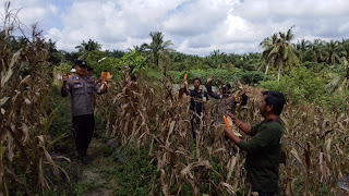 Polsek Tapung Hilir Dukung Program Ketahanan Pangan, Panen 250 Kg Jagung Pipil Bersama BUMDes Tunas Harapan