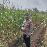 Polsek Kampar Konsisten Dukung Ketahanan Pangan Nasional, Rutin Pantau Pertumbuhan Jagung di Desa Kayu Aro