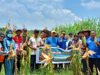 Kelompok Tani Sejahtera Gampong Geudubang Aceh Gelar Panen Perdana Jagung Hibrida di Lahan 2,5 Hektare